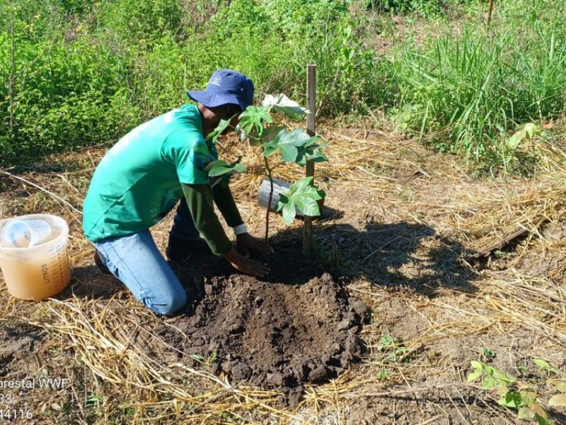 Plantio bem-sucedido na propriedade Mimoso da Natureza