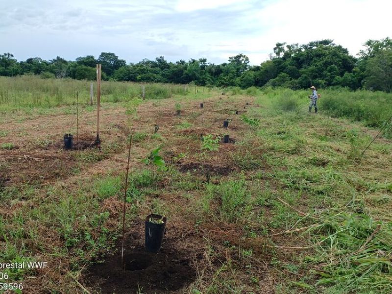 Aos poucos, os Bosques ganham vida