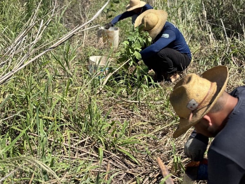IASB conclui primeiro plantio da temporada 2025-2026 na Fazenda Nascentes da Palmeirinhas