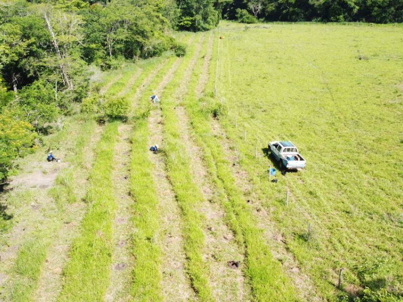 IASB conclui plantios em duas propriedades na região do Mimoso