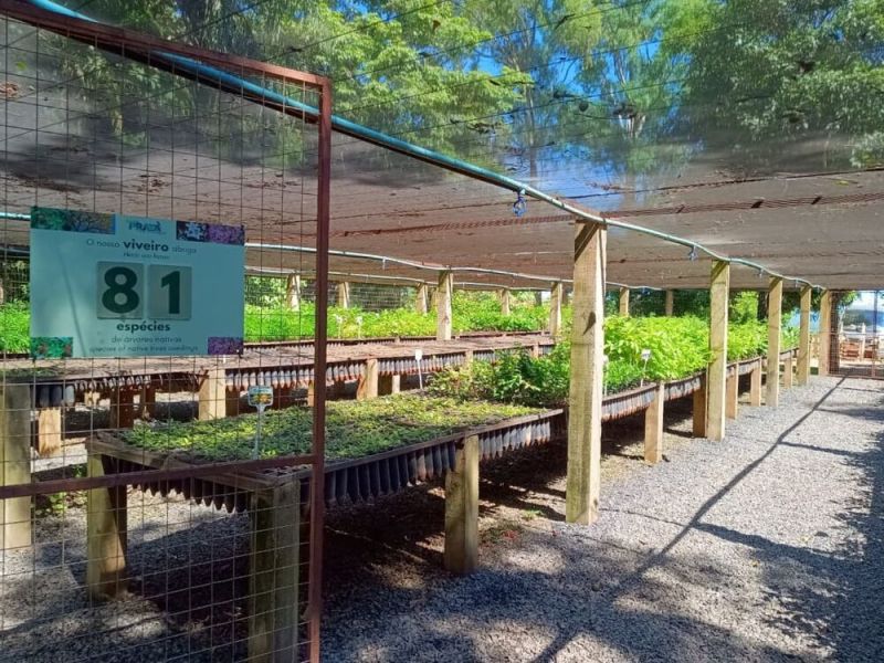 Produção de mudas nativas fortalece ações de restauração florestal do IASB