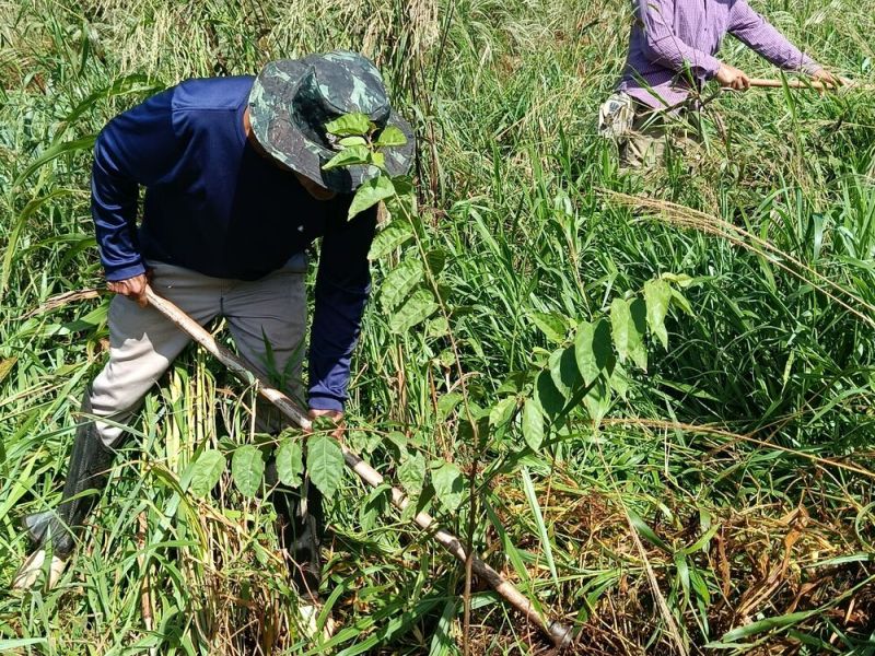 Manutenção do plantio avança na Chácara Rincão dos Sonhos
